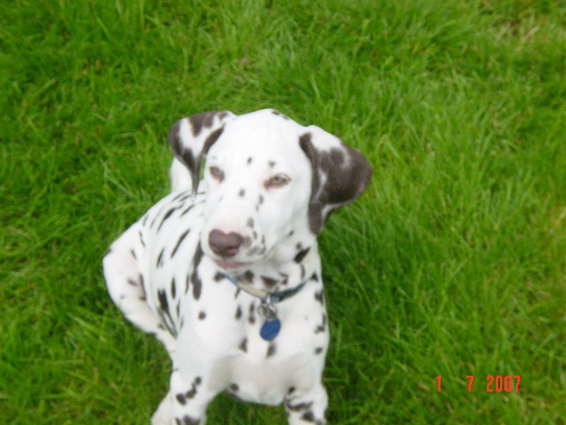 des dalmatiens du vignoble Cannelle