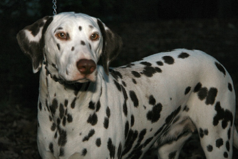 des dalmatiens du vignoble Cannelle