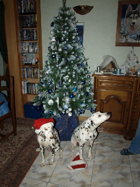 des dalmatiens du vignoble Cannelle