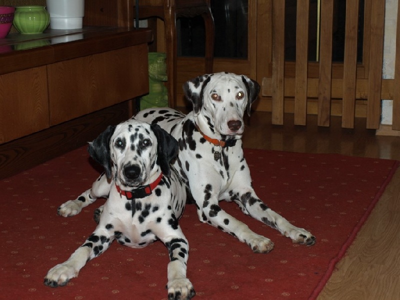 des dalmatiens du vignoble Cannelle