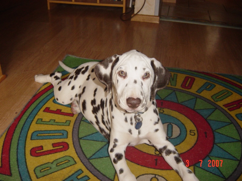 des dalmatiens du vignoble Cannelle