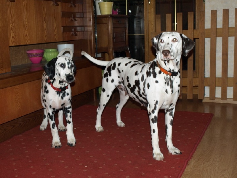 des dalmatiens du vignoble Cannelle