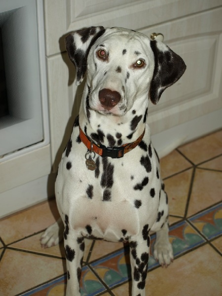 des dalmatiens du vignoble Cannelle