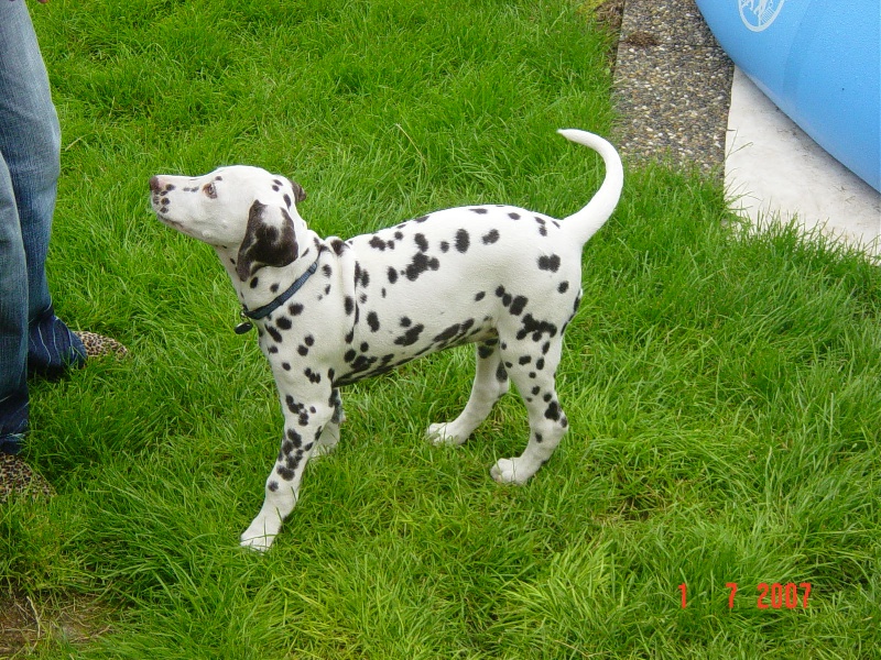 des dalmatiens du vignoble Cannelle