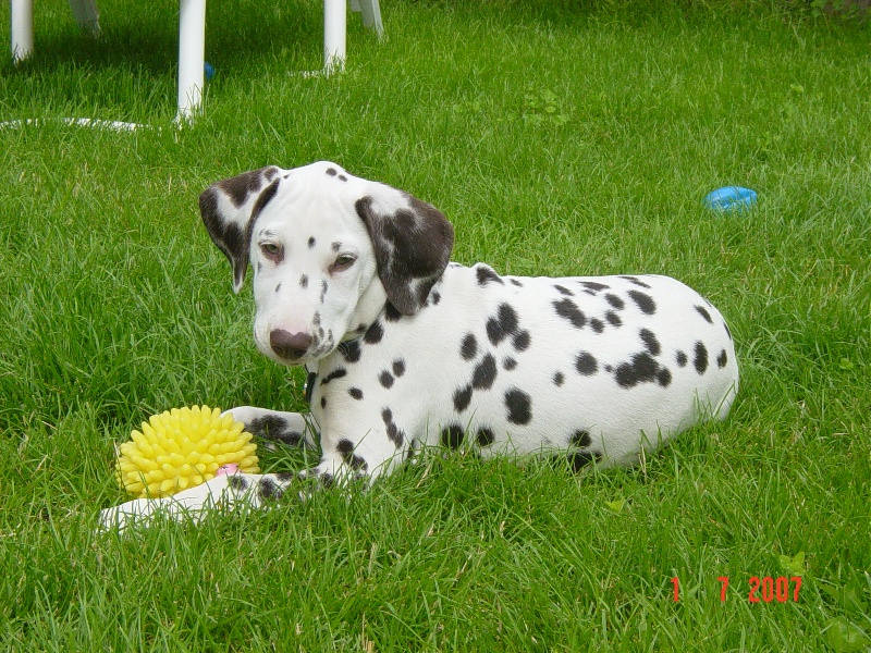 des dalmatiens du vignoble Cannelle