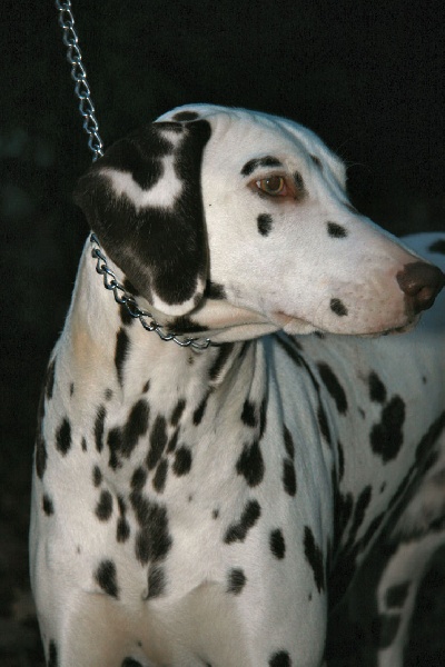 des dalmatiens du vignoble Cannelle