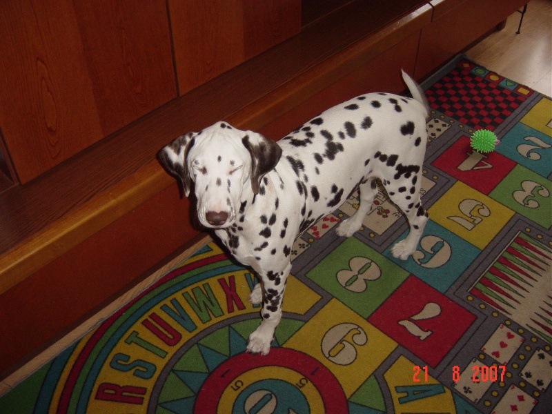 des dalmatiens du vignoble Cannelle