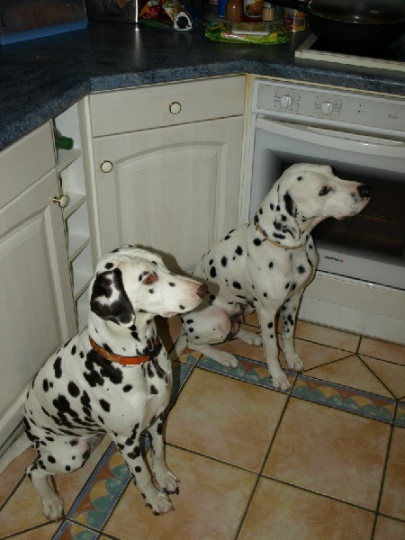 des dalmatiens du vignoble Cannelle