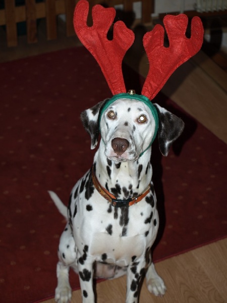 des dalmatiens du vignoble Cannelle