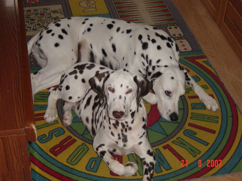 des dalmatiens du vignoble Cannelle