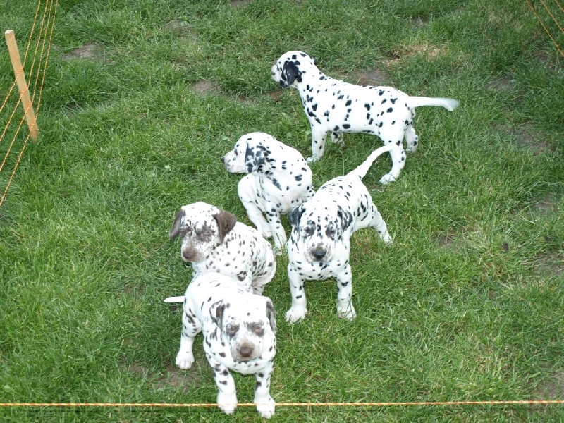 du Vignoble - Dalmatien - Portée née le 19/04/2012