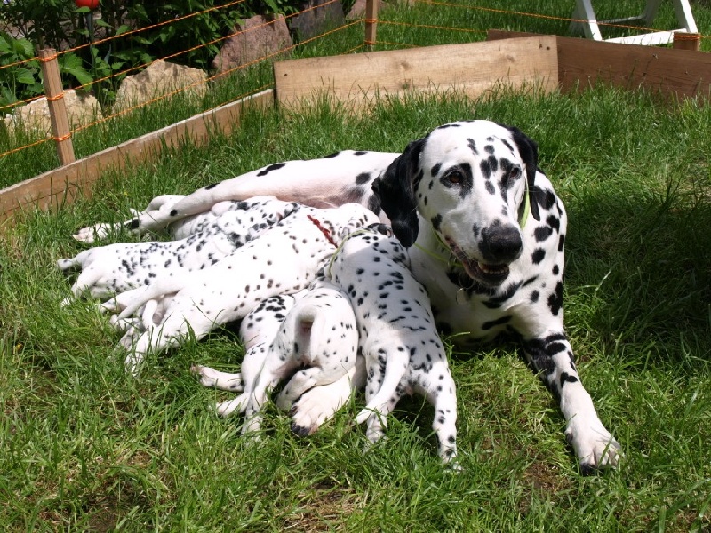 du Vignoble - Dalmatien - Portée née le 09/04/2013