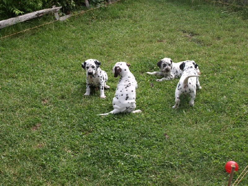 du Vignoble - Dalmatien - Portée née le 09/05/2009