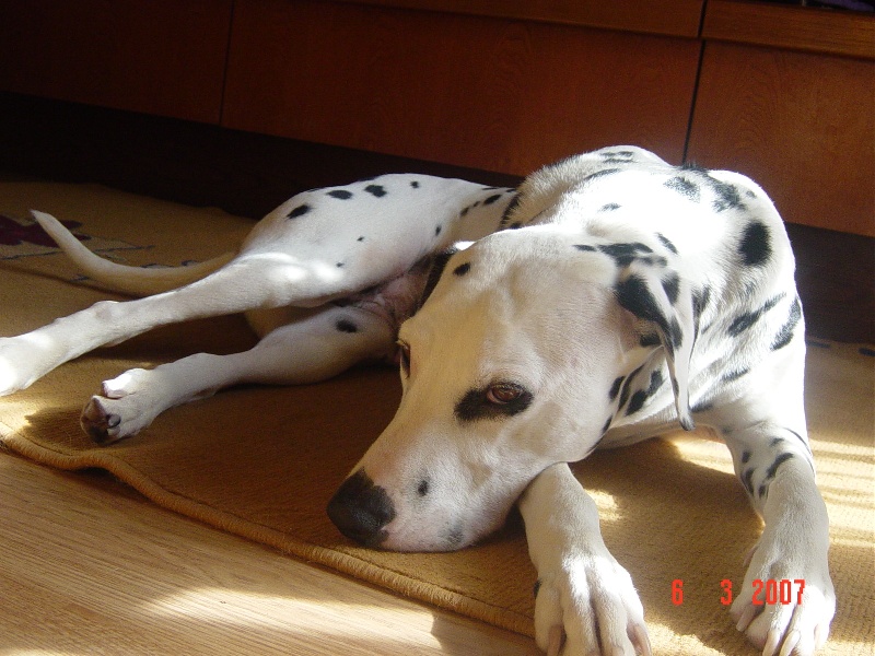 Mon Album photo
